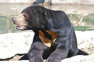 Sun Bear