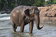 Asian Elephant