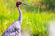 Sarus Crane