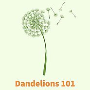 Dandelions 101 | Everything Exterior