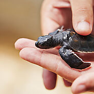 Turtle Hatchery