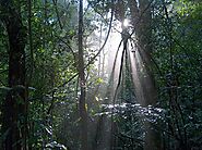 Udawattakale Sanctuary