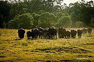 Minneriya National Park