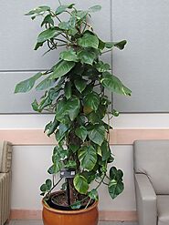 Pothos (Epipremnum aureum)