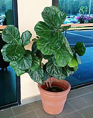 Fiddle Leaf Fig (Ficus lyrata)