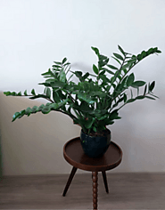 ZZ Plant (Zamioculcas zamiifolia)