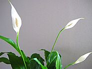 Peace Lily (Spathiphyllum spp.)