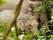 Asian Elephant (Khao Yai National Park)