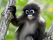 Dusky Leaf Monkey (Kaeng Krachan National Park)