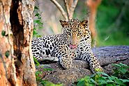 Go on a Leopard Safari in Yala