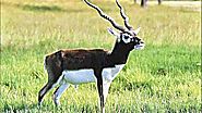Vallanadu Deer Sanctuary