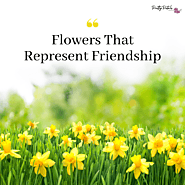 10 Popular Flowers That Represent Friendship - Pretty Petals