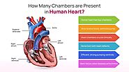 How Many Chambers are Present in Human Heart? 
