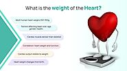 What is the weight of the Heart?