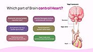 Which part of Brain control Heart?