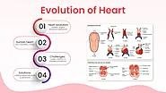 Evolution of the Heart Explained