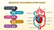 Understanding Systemic Circulation of the Heart
