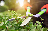 How can Tree Pruning Services Make Your Garden Beautiful and Safe?