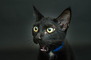 I Photograph Black Shelter Cats Because They're...