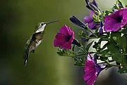 Do Hummingbirds Like Petunias? [Revealed!] - flybirdworld.com