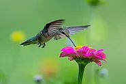 What Does a Ruby-Throated Hummingbird Look Like? - flybirdworld.com