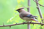 What Does a Bohemian Waxwing Look Like? - flybirdworld.com