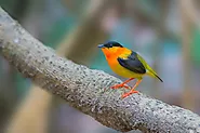 What Does the Orange-Collared Manakin Look Like? - flybirdworld.com