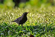 What Does a Common Blackbird Look Like? (Male+Female) - flybirdworld.com