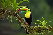 What Does a Toucan Look Like? - flybirdworld.com