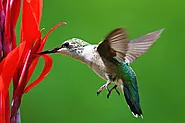 Do Hummingbirds Like Mandevilla? A Definitive Guide - flybirdworld.com