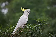 10 Things You Should Never Do to a Cockatoo - flybirdworld.com