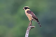 What Does a Laughing Falcon Sound Like? - flybirdworld.com