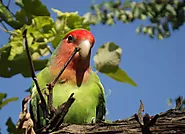 5 Effective Ways to Identify Male and Female Lovebirds - flybirdworld.com