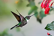 Where Do Hummingbirds Sleep When it Rains? [Revealed!] - flybirdworld.com
