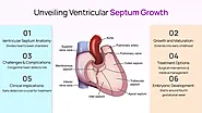 Unveiling Ventricular Septum Growth