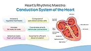 Heart's Rhythmic Maestro: Conduction System of the heart
