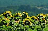 The Sunflower's Symbolism: A Radiant Exploration of Meaning - Bithmonthflowers.com