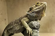 Are Green Anole Lizards Friendly？ - Mtedr.com