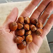 Discover the Beauty and Benefits of Hazel Nut - Little Tree Farmns