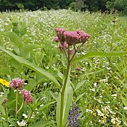 Buy Swamp Milkweed Ontario from Little Tree Farmns for Wetland Gardens