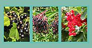 Transform Your Garden with Beautiful and Lush Bushes - Little Tree Farmns