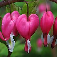 Guide For Bleeding Heart Seeds by Little Tree Farm NS