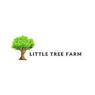 Mastering Lavender Propagation: Unveiling the Secrets to Expert Success - Little Tree Farm NS