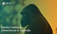 An Up-Close Encounter: Gorilla Trekking Adventures in Uganda