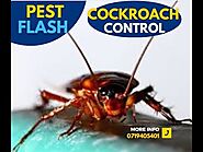 How Cockroaches Started Dying One After The Other