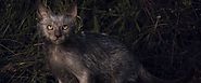 'Werewolf' Cats Exist... | Cat Pet Reporter