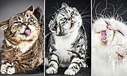 Ridiculous Pictures of Cats Photographed Mid-Sh...
