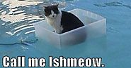 17 Hilarious Cat-Book Memes | Cat Pet Reporter
