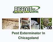 Pest control in Chicagoland