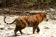 Planning a trip to Corbett National park? Get Ready to Experience the Wilderness